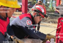 Venado irrumpe en autolavado de Huatulco y moviliza a bomberos