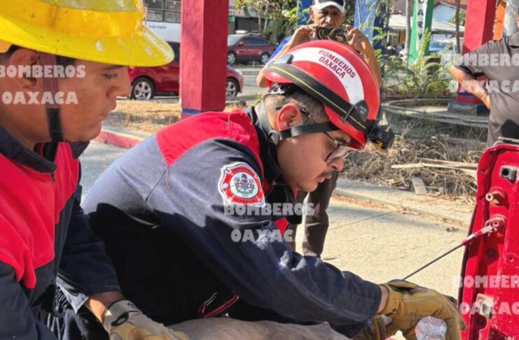 Venado irrumpe en autolavado de Huatulco y moviliza a bomberos