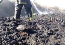 Incendio en San Francisco Tanivet arrasa con fauna; hallan tortugas calcinadas