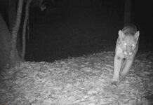 Alertan por avistamiento de felino en Díaz Ordaz; piden extremar precauciones