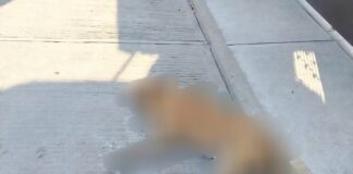 Se reportan envenenamiento de perros en dos municipios de Oaxaca