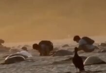 Captan saqueo de nidos de tortuga en Escobilla, santuario protegido de Oaxaca