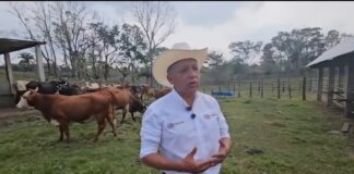 Sin “coyotes” y totalmente gratuito, Oaxaca arranca aretado masivo de ganado bovino