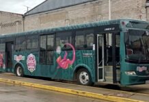 Tunean autobuses del Binni Bus con colores del mundial