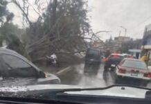 Fuertes lluvias derriban 3 árboles en Santa Lucía del Camino; dos autos quedan destrozados