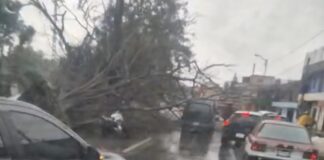 Fuertes lluvias derriban 3 árboles en Santa Lucía del Camino; dos autos quedan destrozados