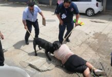 Perro Pitbull ataca a cachorro y a mujer en el fraccionamiento El Rosario, en San Sebastián Tutla