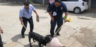 Perro Pitbull ataca a cachorro y a mujer en el fraccionamiento El Rosario, en San Sebastián Tutla
