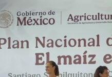 馃尳馃檶馃徑 RESPALDA SHEINBAUM POL脥TICA DE PROTECCI脫N DEL MA脥Z IMPLEMENTADAS POR JARA EN OAXACA
