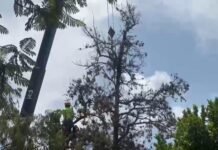 Se realizan trabajos de poda en el Llano