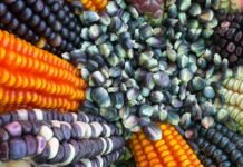 Oaxaca reconoce el valor del maíz nativo y fortalece la conservación de sus semillas