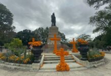 En el Llano lucen ya las flores de Cempasúchil