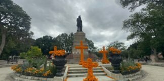 En el Llano lucen ya las flores de Cempasúchil
