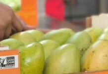CRECEN A 60 MDP ANUALES LAS COMPRAS DE MANGO OAXAQUEÑO